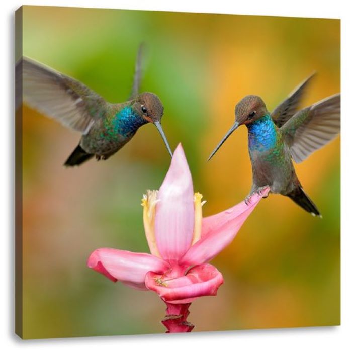 humming bird